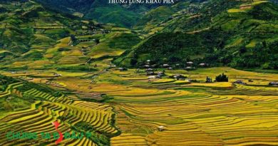 Mùa vàng Mù cang chải