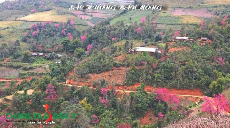 mu-cang-chai-mua-hoa-to-day-