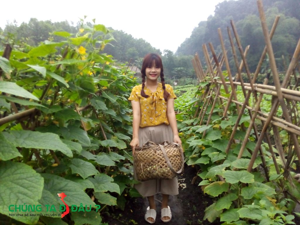 Trải nghiệm hái rau tại làng nhà sàn Thái Hải