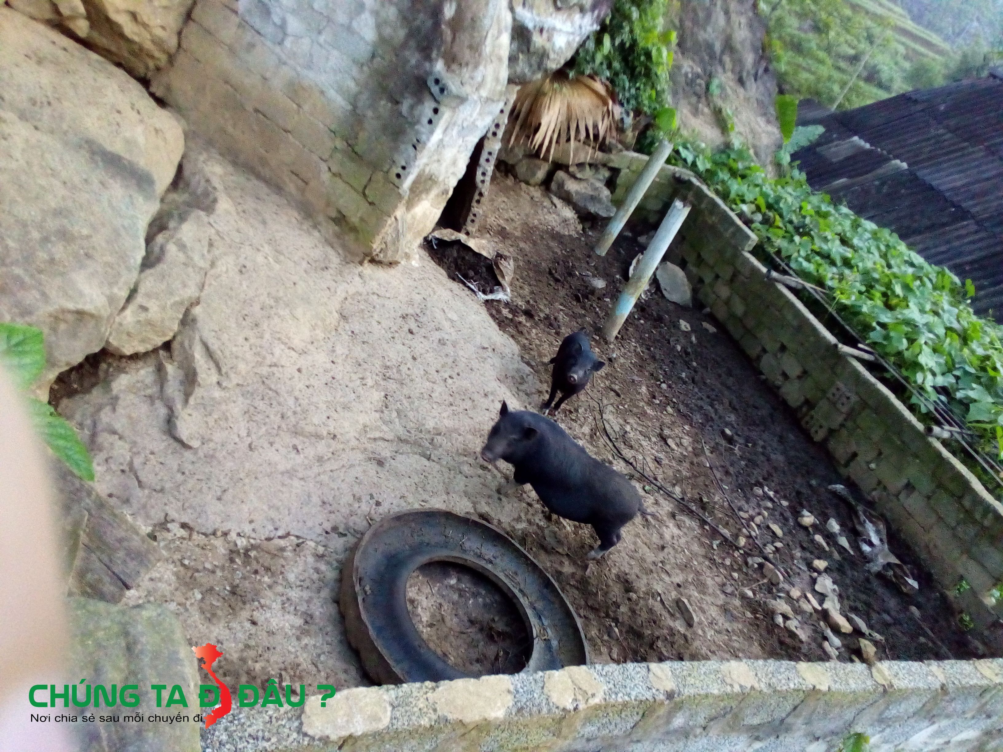 Bắt gặp những chú ỉn dọc đường đi