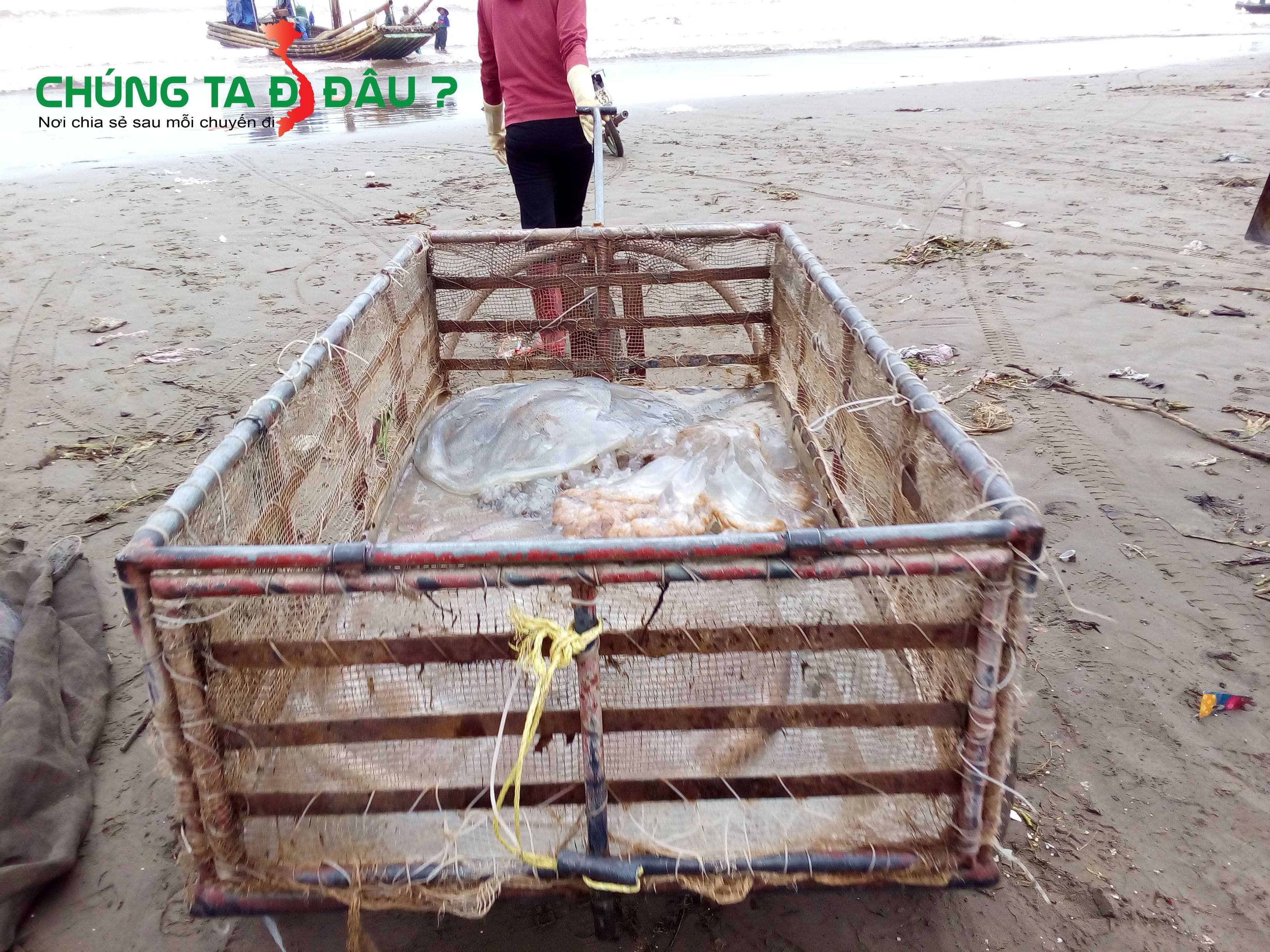 Những con sứa vừa được bắt mang vào bờ