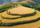 Bước trên mùa Vàng Xím Vàng, Bắc Yên, Sơn La mua vang xim vang
