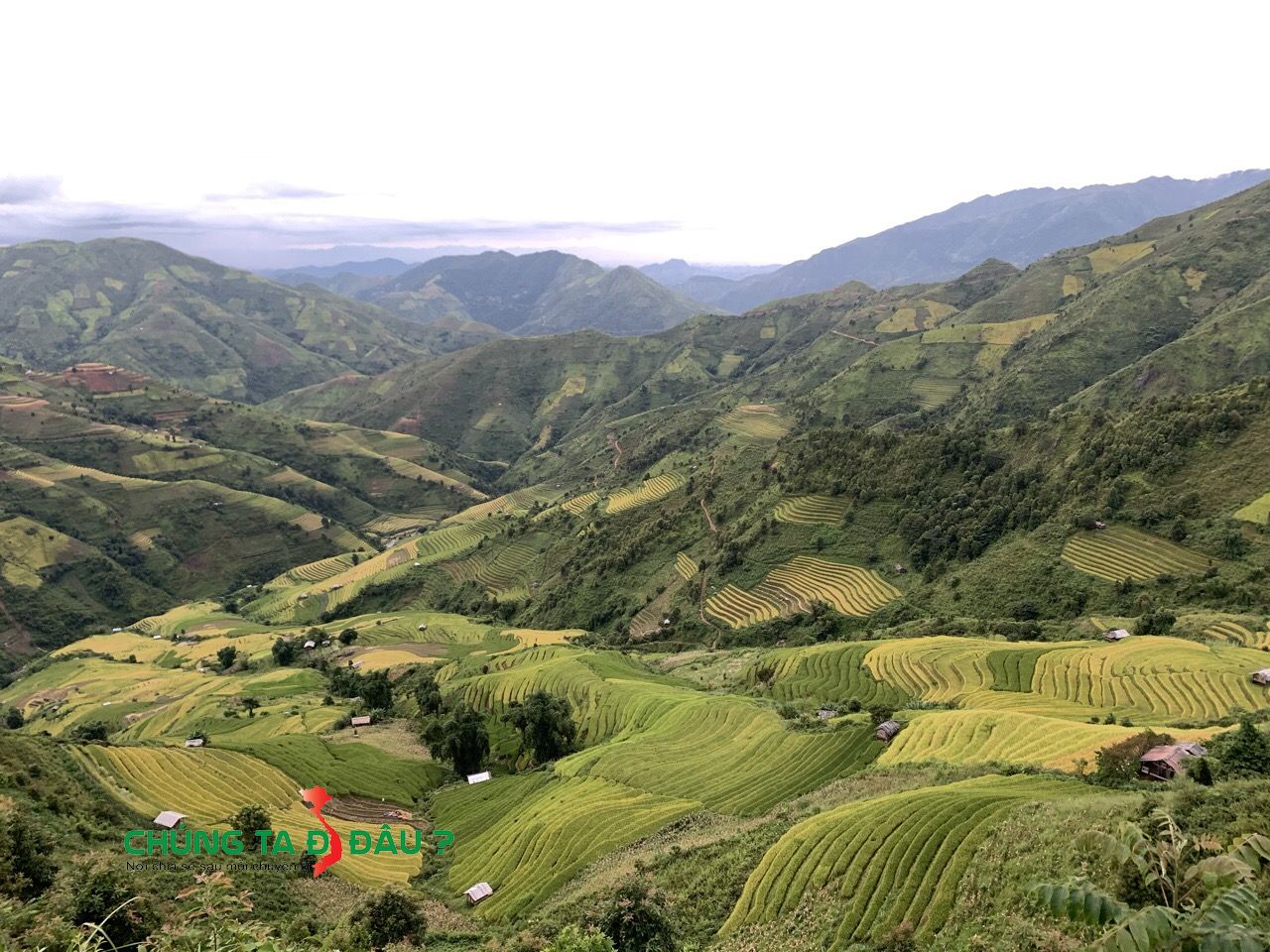 Xím Vàng khi lúa mới vào vụ