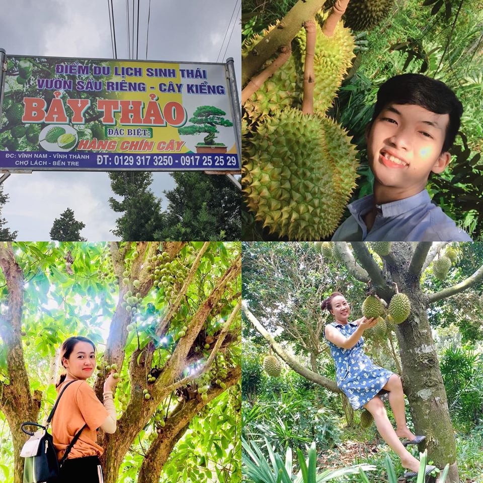 Vườn Sầu Riêng BẢY THẢO