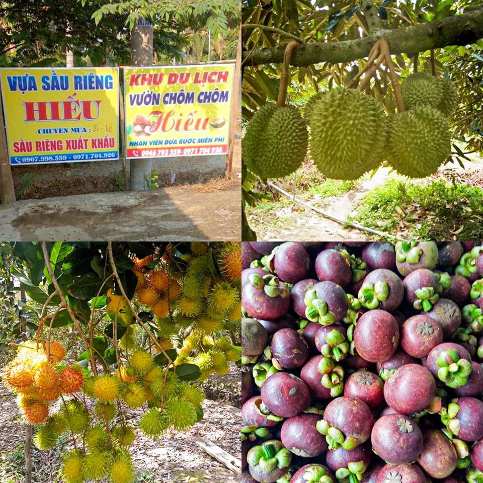 Vườn Chôm Chôm HIẾU