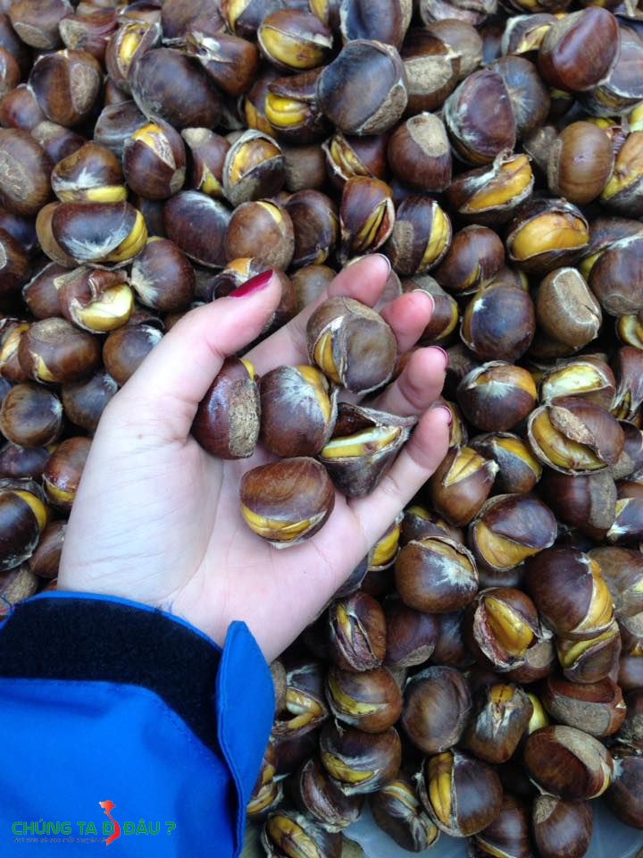 Hạt Dẻ Bằng