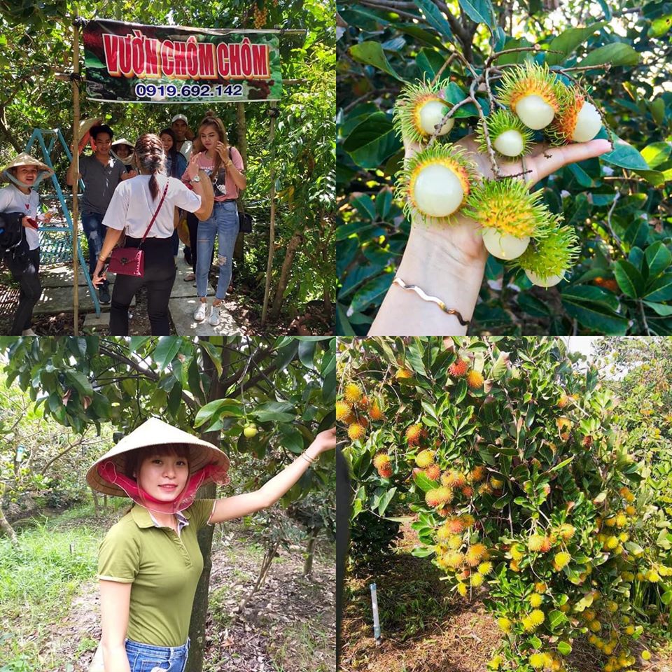 Vườn Chôm Chôm HAI LÈO