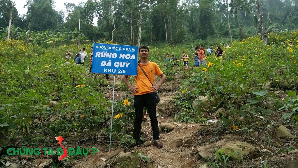 Đồi hoa Dã Qùy