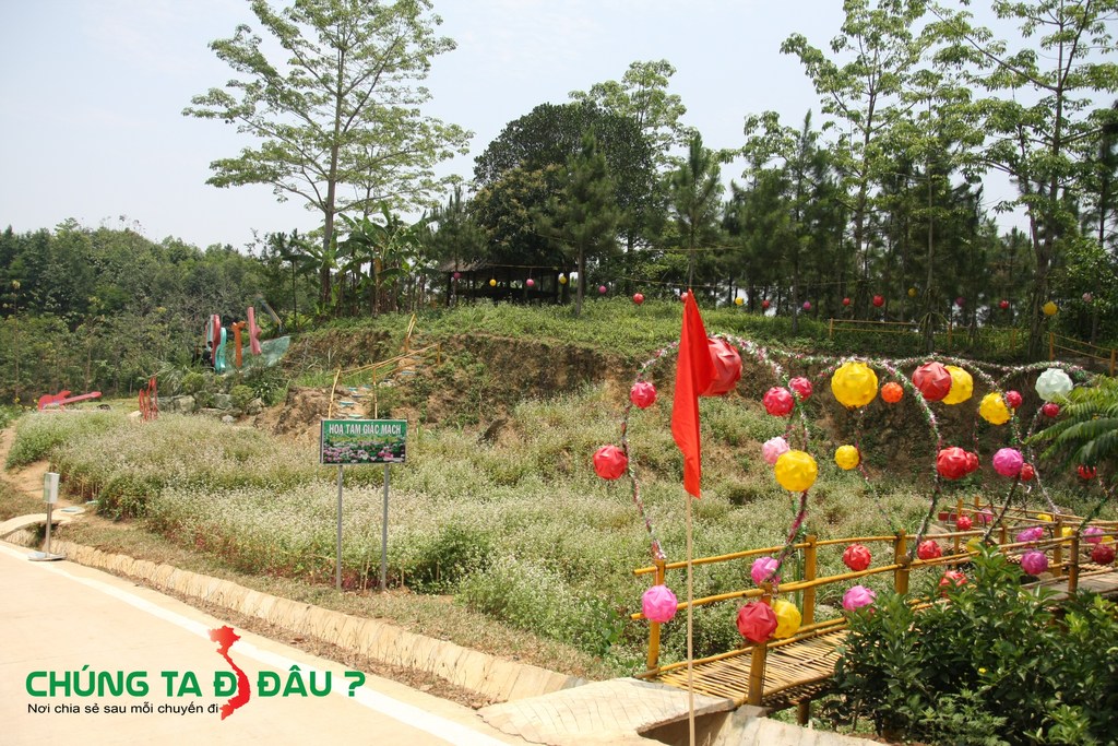 Hoa Tam Giác Mạch vừa trồng và đang ra hoa