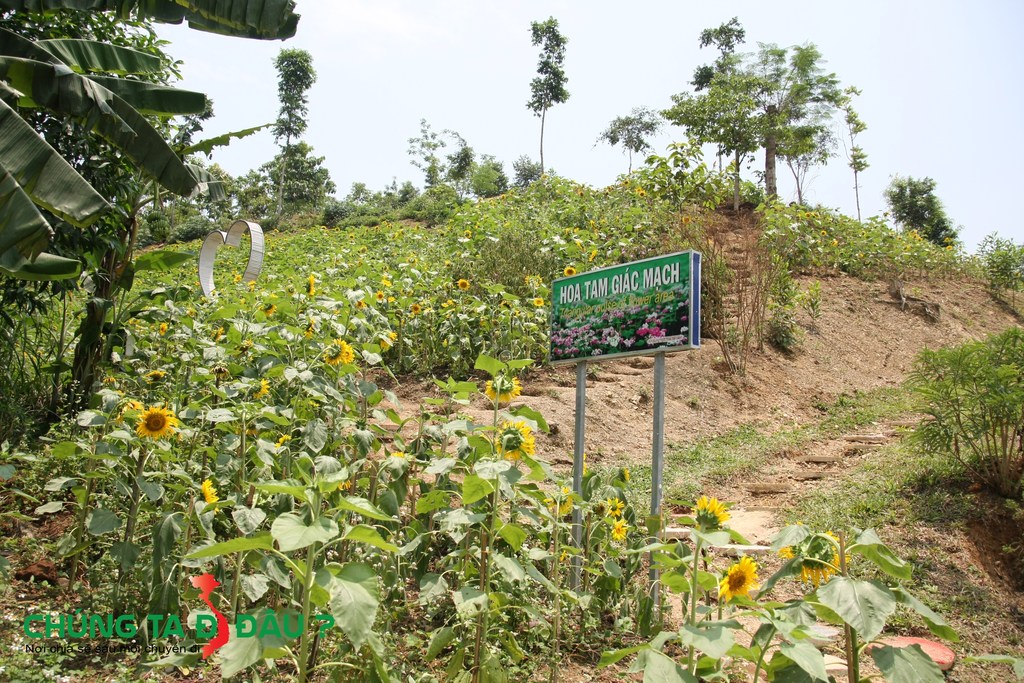 Đồi hoa Hướng Dương