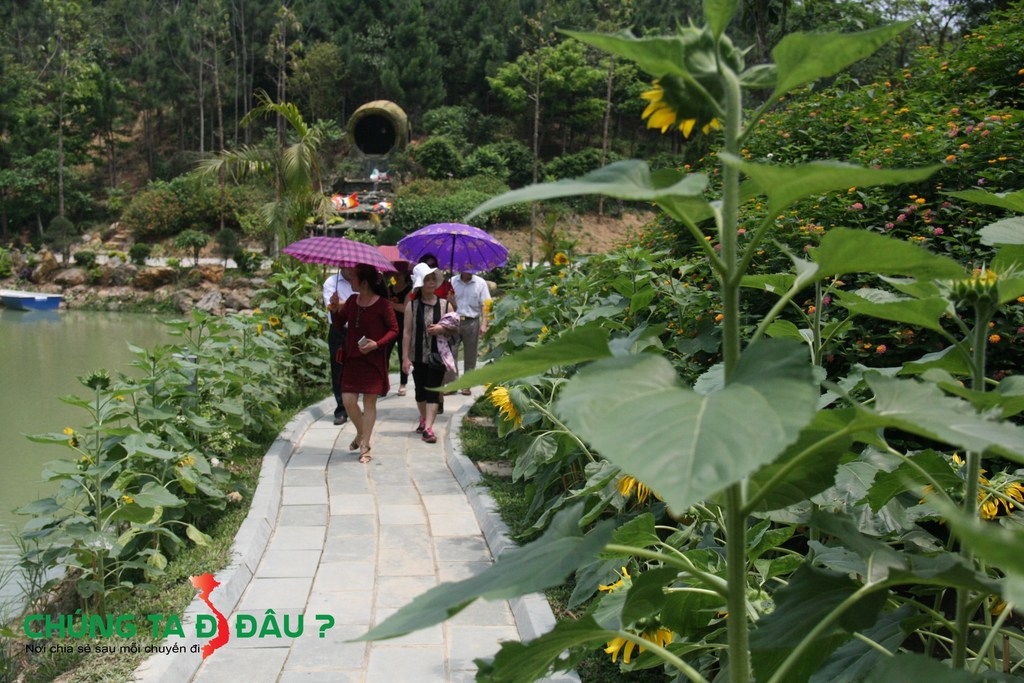 Hoa Hướng Dương trồng rất nhiều trên con đường ven suối