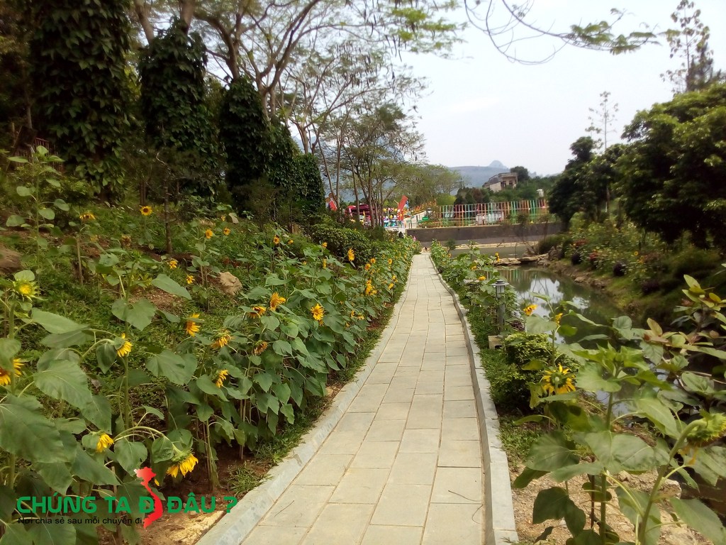 Con đường ven suối được trồng rất nhiều hoa Hướng Dương