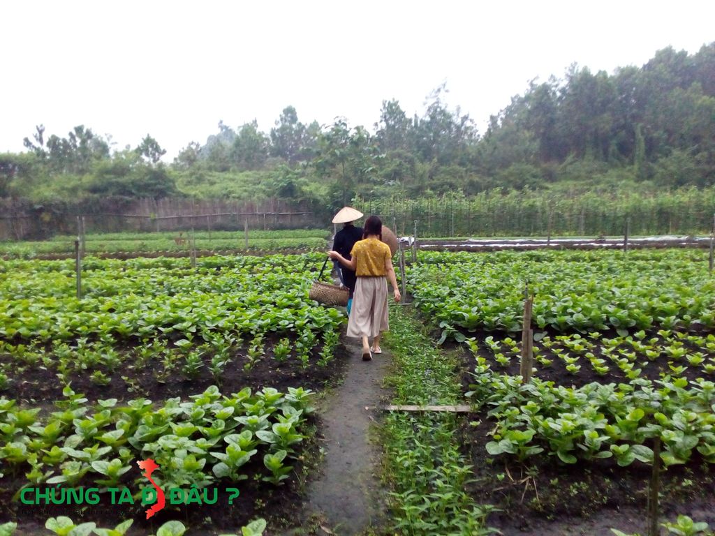 5h sáng tôi ra vườn hái rau cùng các chị trong bản làng