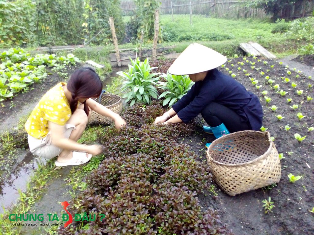 Hái rau Cải Xoong