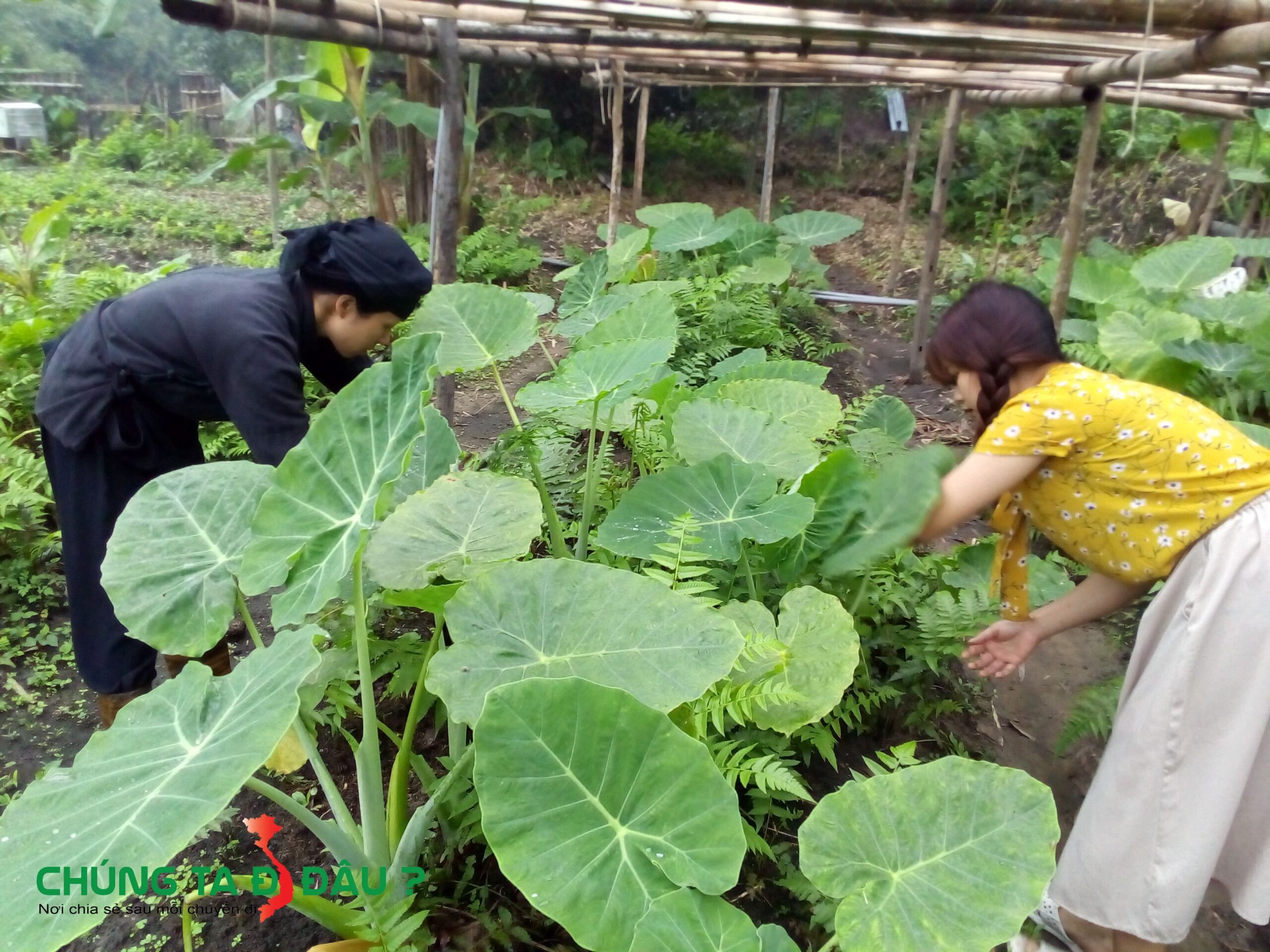 Hái rau Dớn