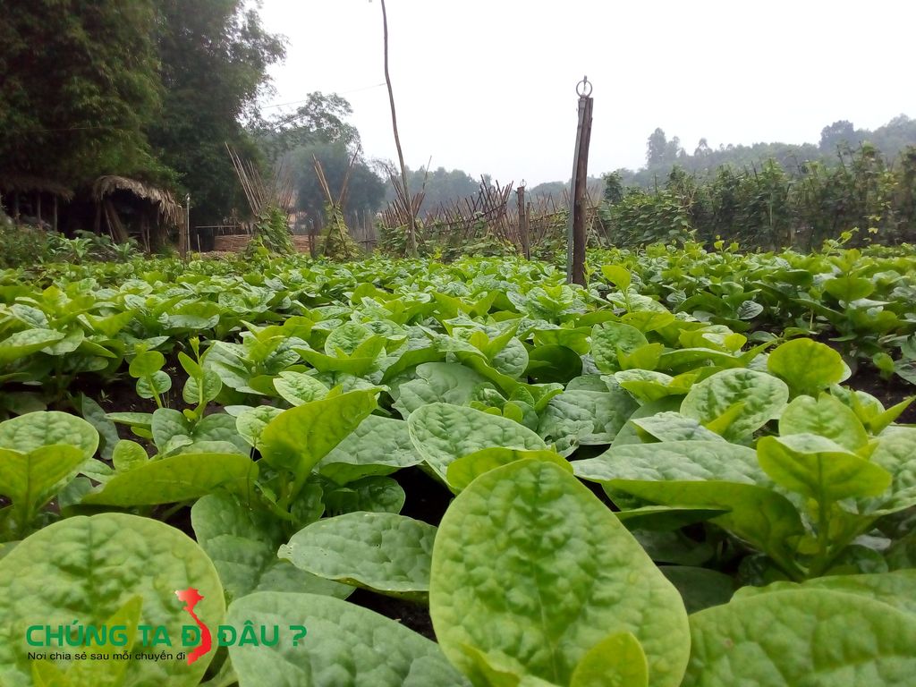 1 vườn rau xanh mướt