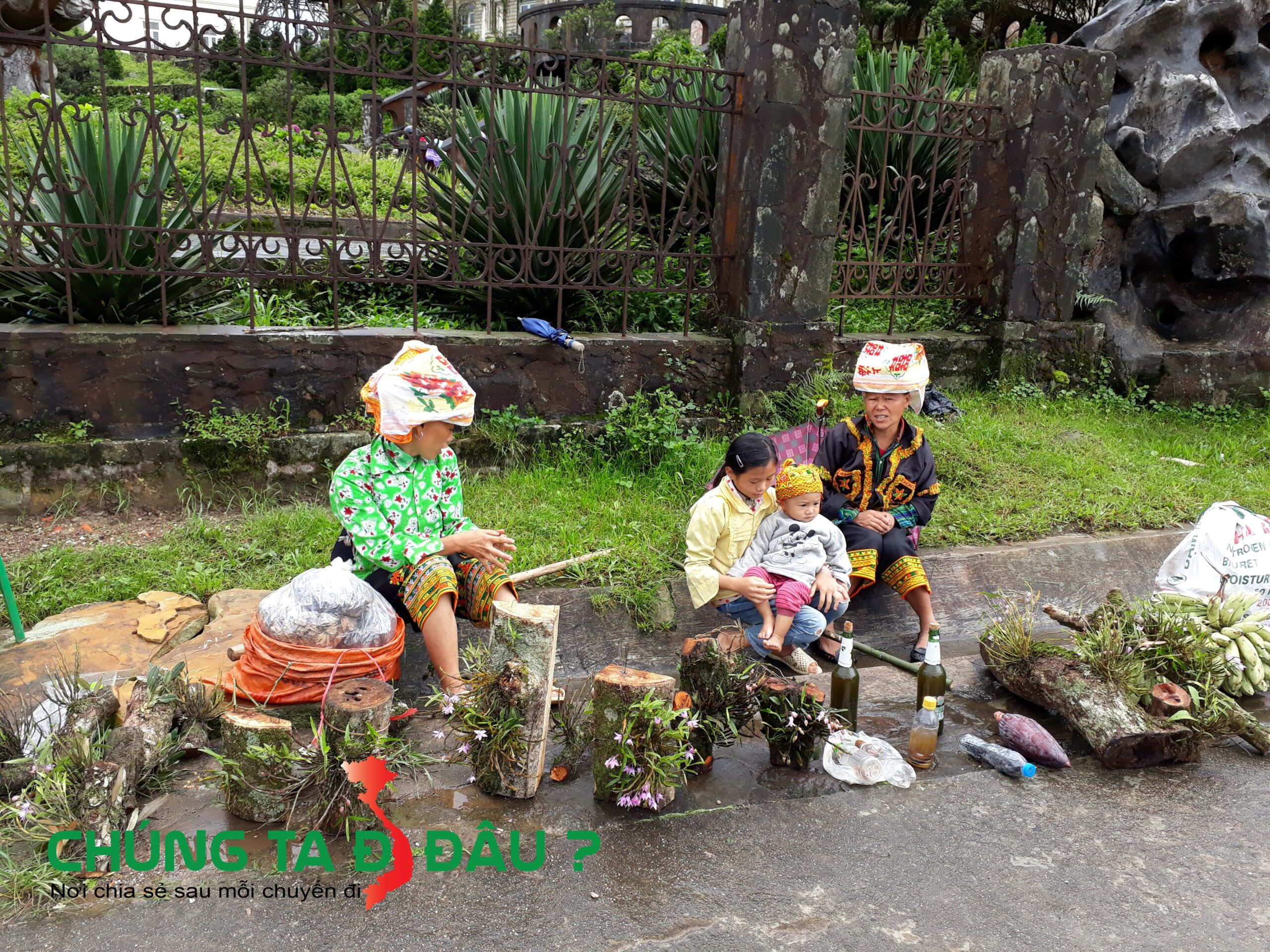Phong Lan được bày bán khá nhiều ở trên này