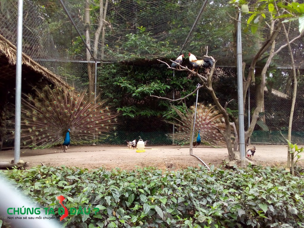 Chim Công trong Làng nhà sàn