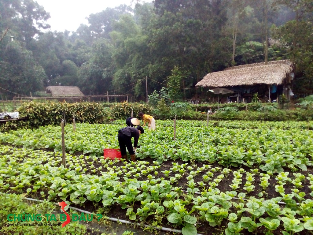 Sáng sớm ra đồng hái rau với bà con