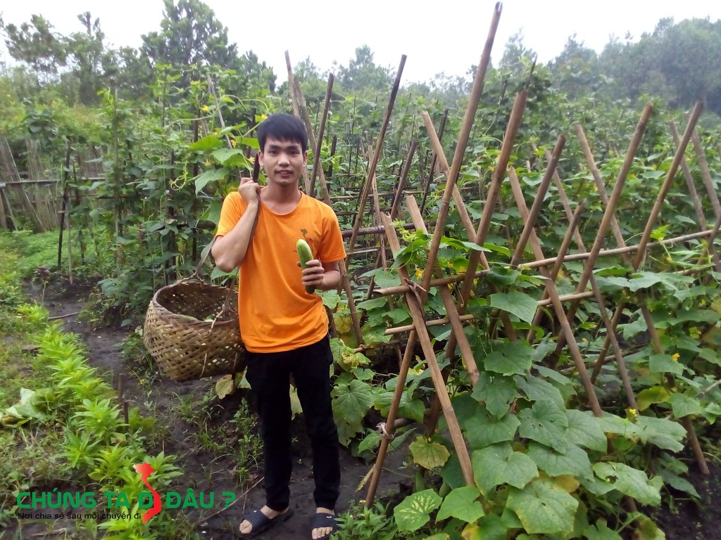 Đi hái Dưa chuột