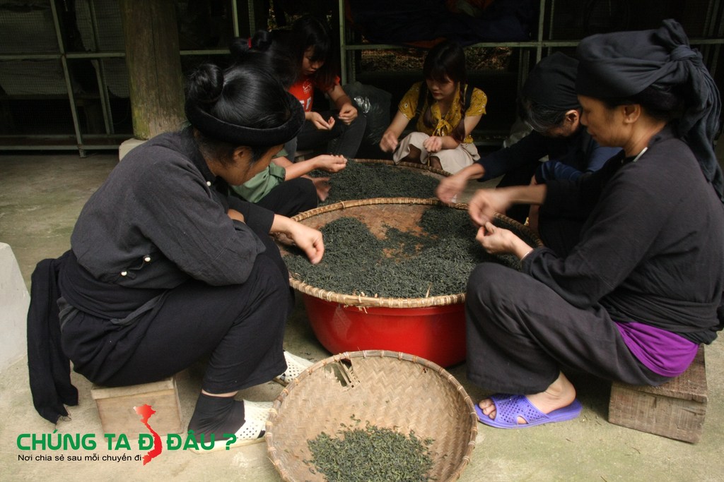 Nhặt chè (phân loại) với bà con trong 'Khu bảo tồn'