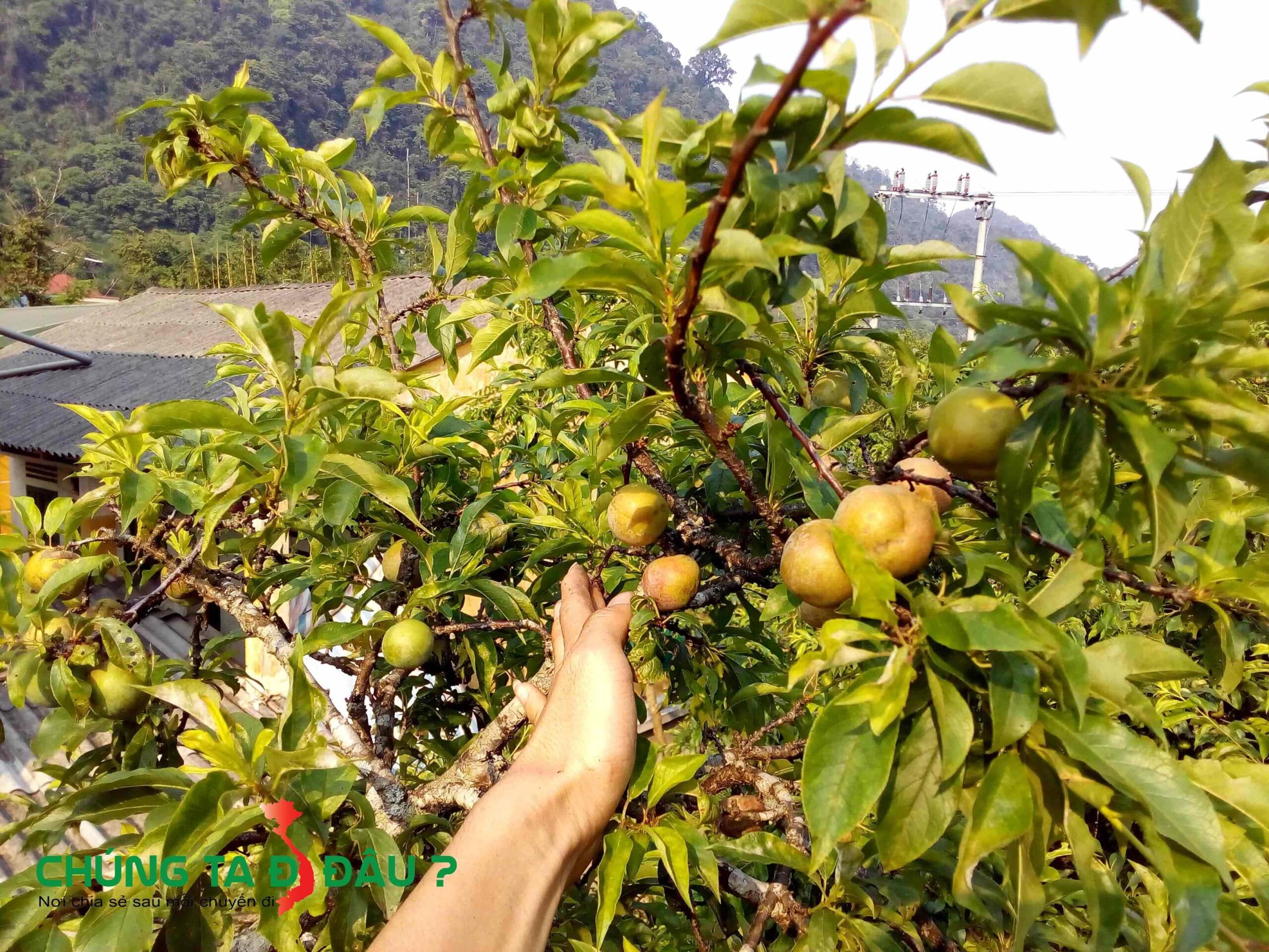 Mận Hang Kia Pà Cò