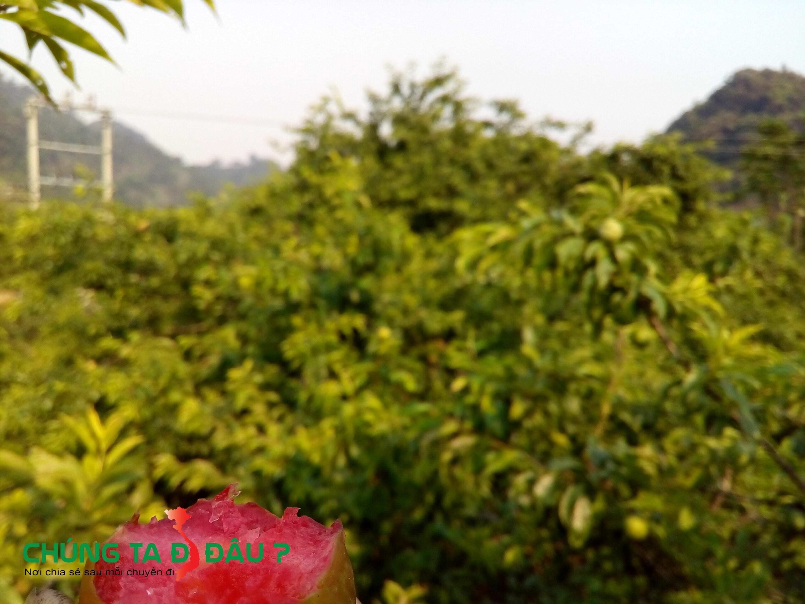 Đánh chén tại cây luôn