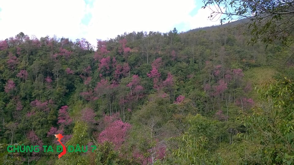 Sắc hồng đua thắm các sườn đồ