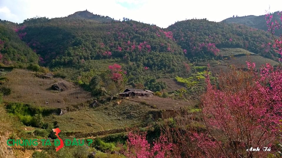 Hoa nở rộ một góc rừng