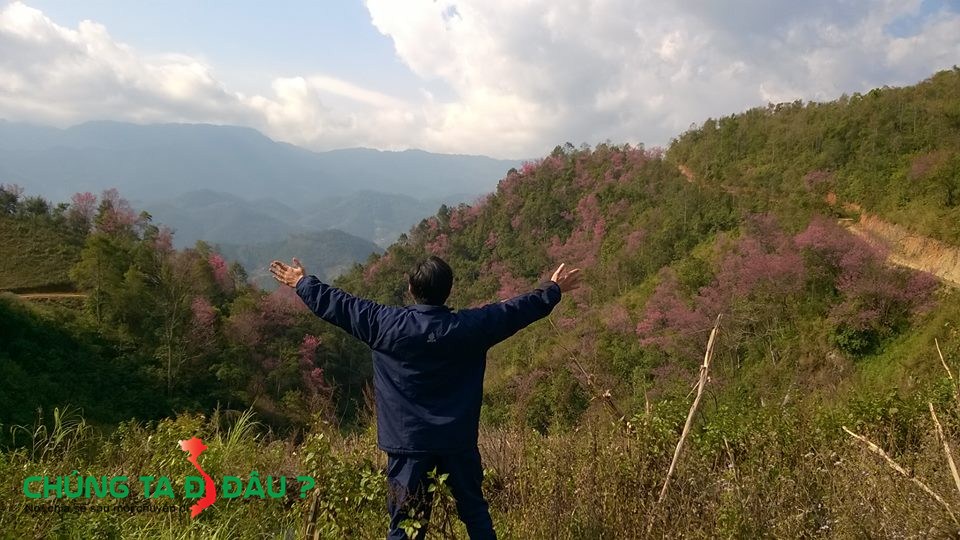 Bạt ngàn hoa Tớ Dảy 