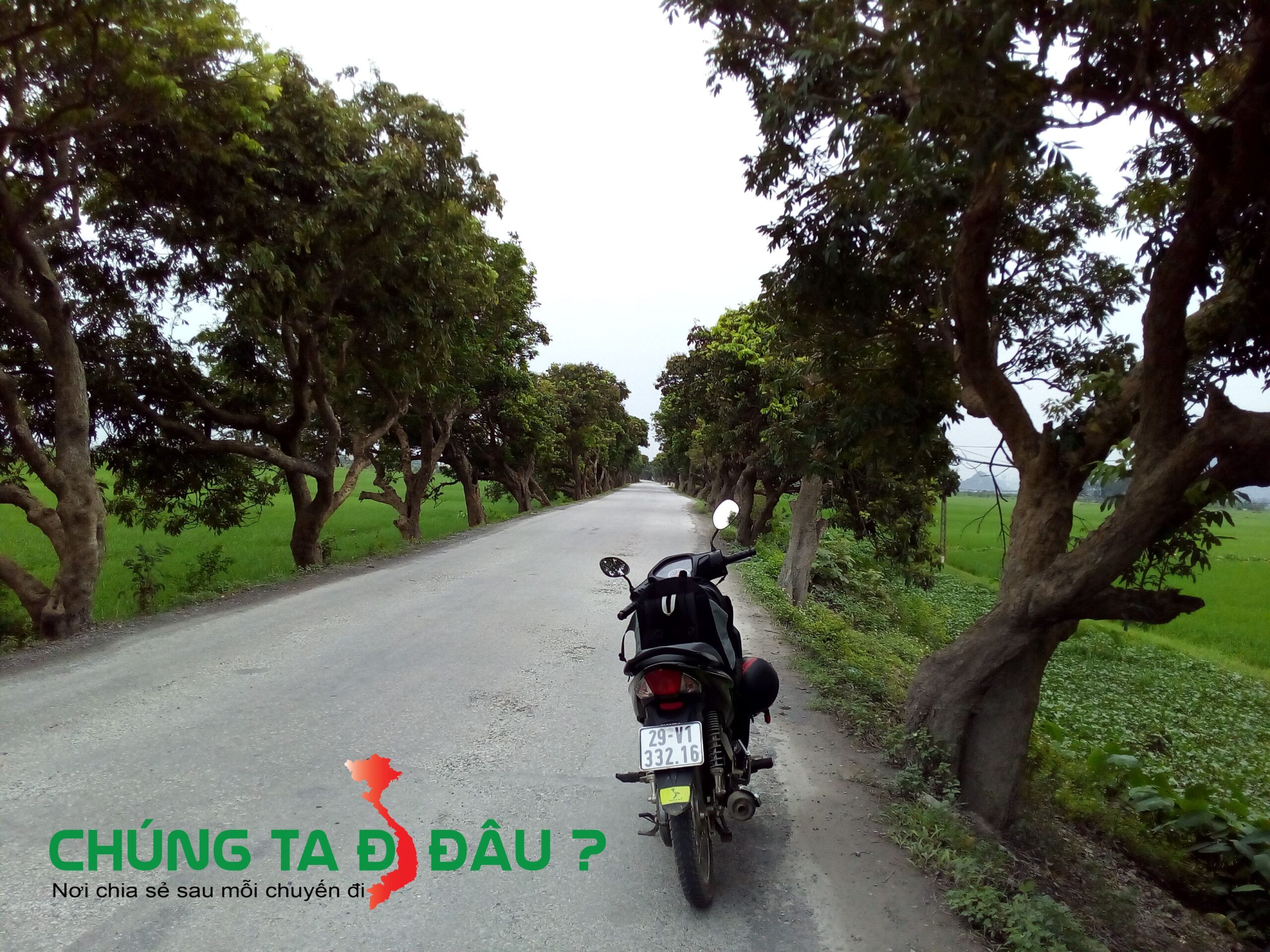 Hai bên đường là dãy cây xã cừ cổ thụ rất đẹp