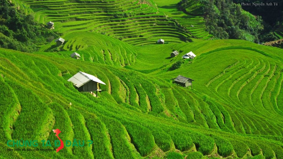 Những thửa ruộng bậc thang xanh mướt chuẩn bị bước vào 'mùa Vàng'