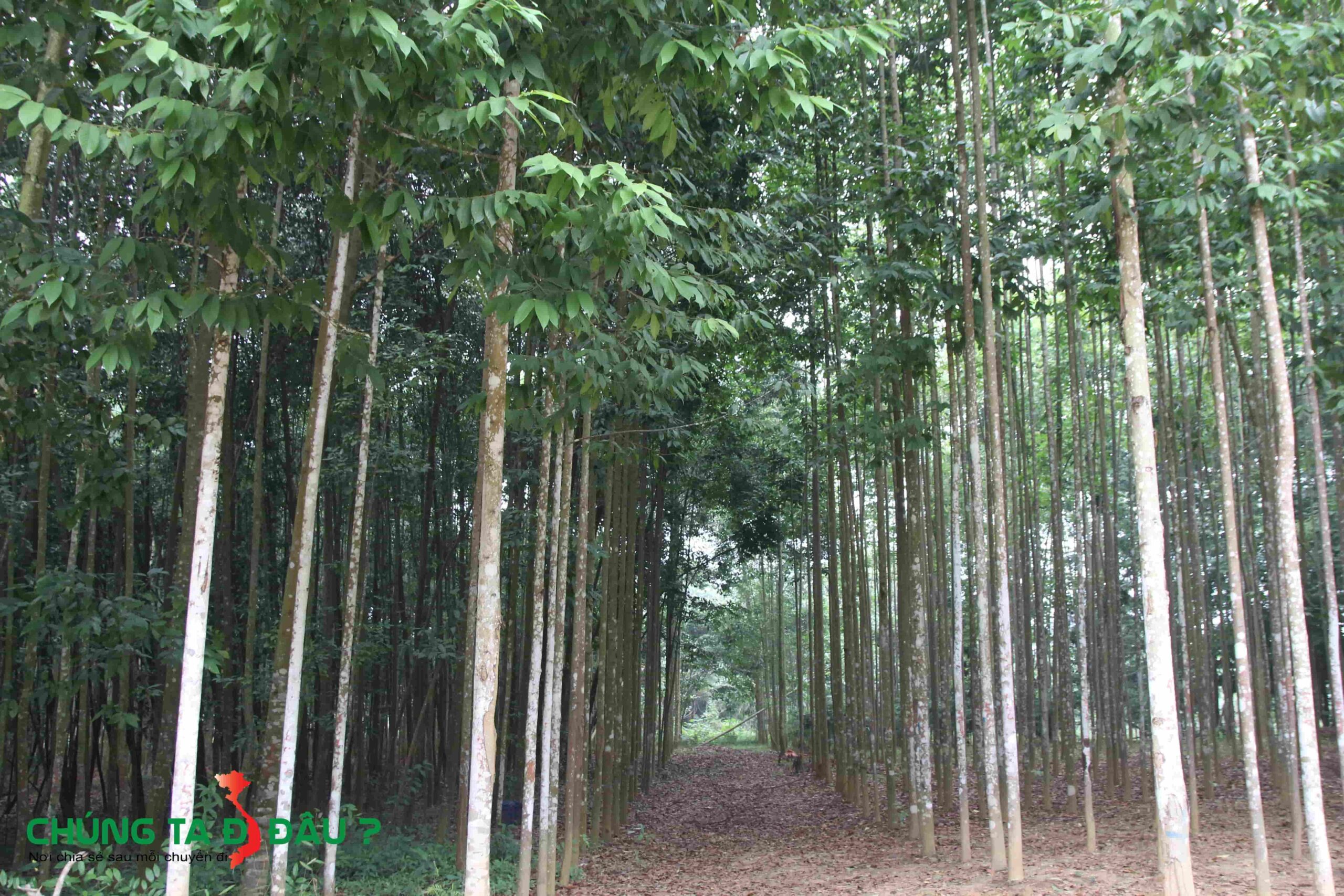 Rừng Trò chỉ