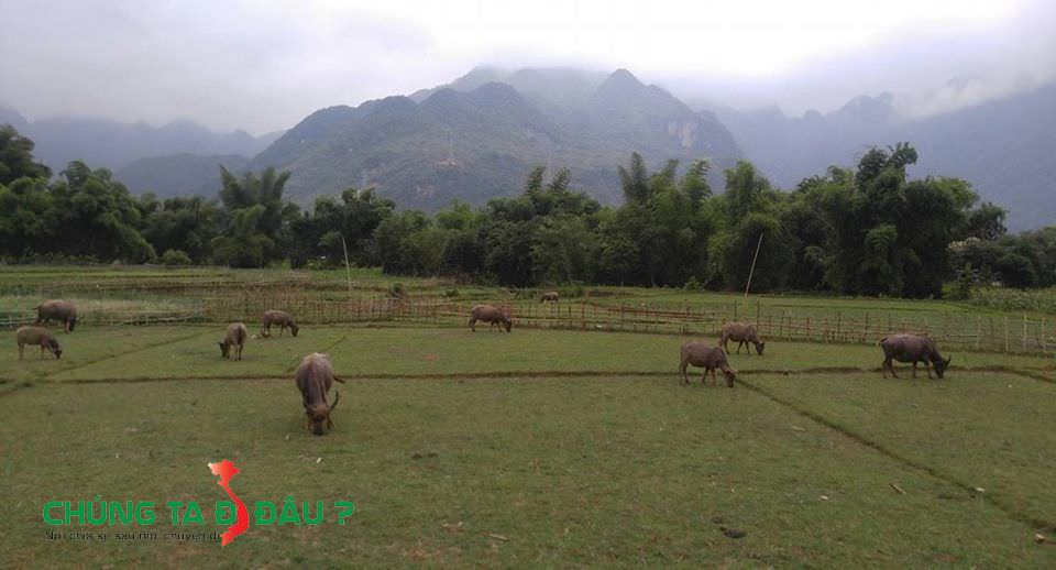 Cánh đồng thả đầy trâu ở Mai Châu