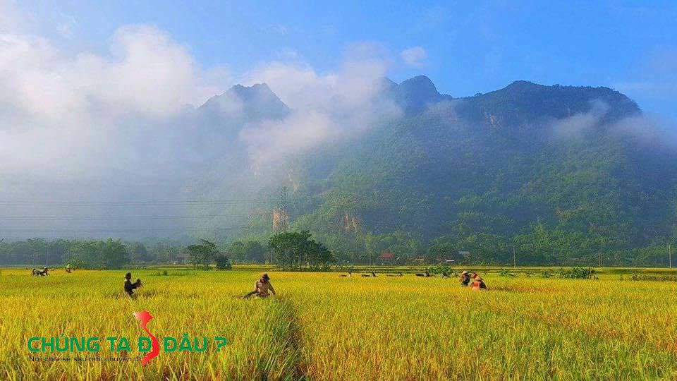 Cánh đồng lúa chín vàng rực cả một góc trời
